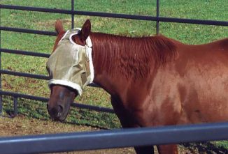 The Best Fly Protection for Horses